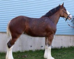 Pferd Willow Way Lacey (Clydesdale, 2011, von Willow Way Altima)