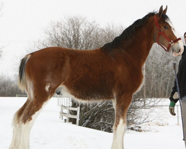 Pferd Willow Way Lark (Clydesdale, 2011, von Willow Way Altima)