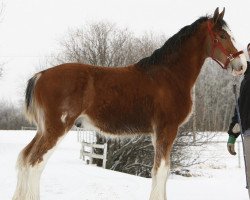 horse Willow Way Lark (Clydesdale, 2011, from Willow Way Altima)