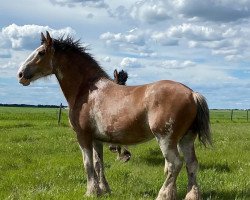 Zuchtstute Willow Way Layla (Clydesdale, 2011, von Willow Way Horton)