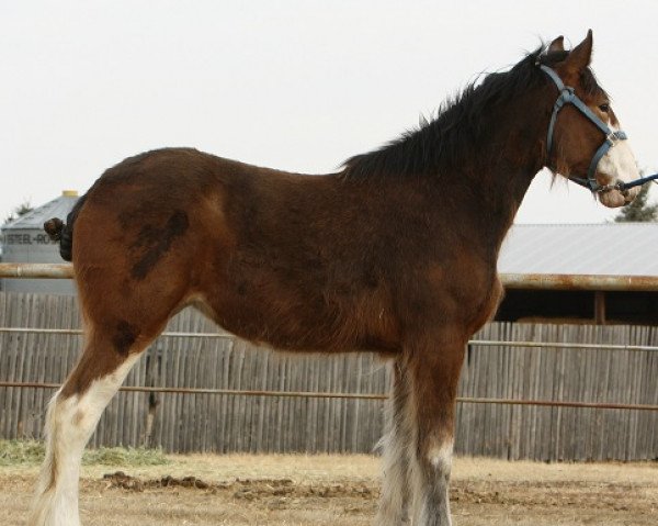 Pferd Willow Way Lena (Clydesdale, 2011, von Willow Way Horton)