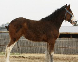 horse Willow Way Lena (Clydesdale, 2011, from Willow Way Horton)