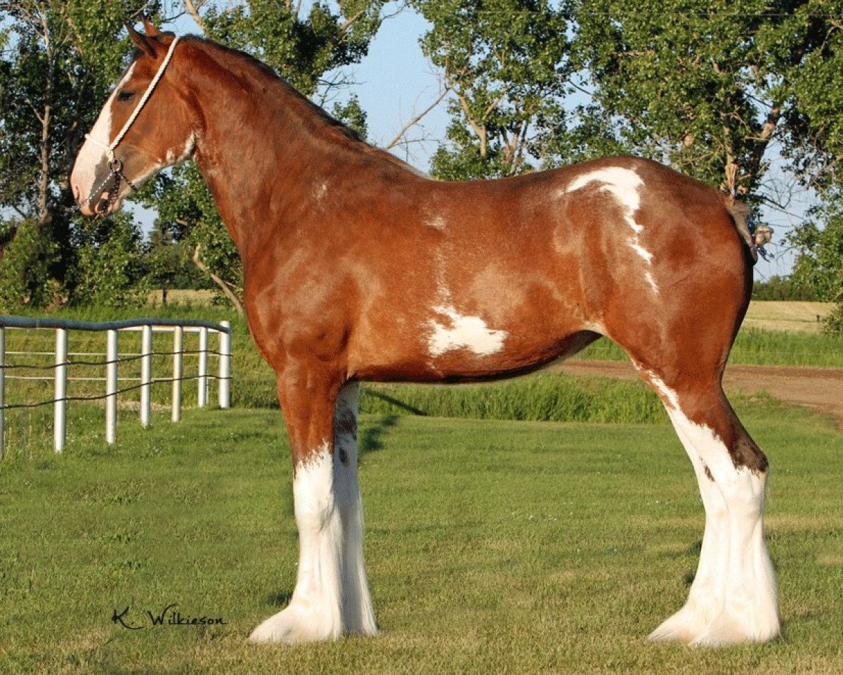 horse Willow Way Lettie (Clydesdale, 2011, from Willow Way Bacardi)