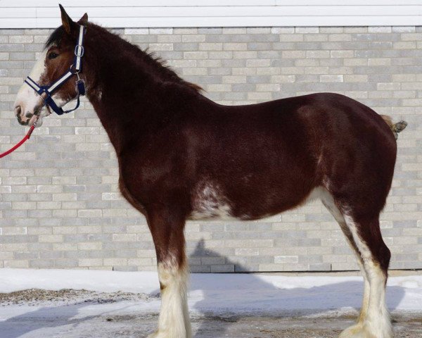 horse Willow Way Lia (Clydesdale, 2011, from Zorra Highland Captain)