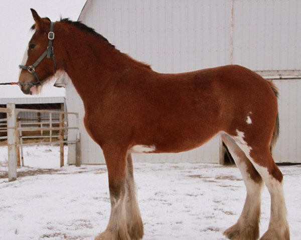 Pferd Willow Way Lila (Clydesdale, 2011, von Willow Way Horton)