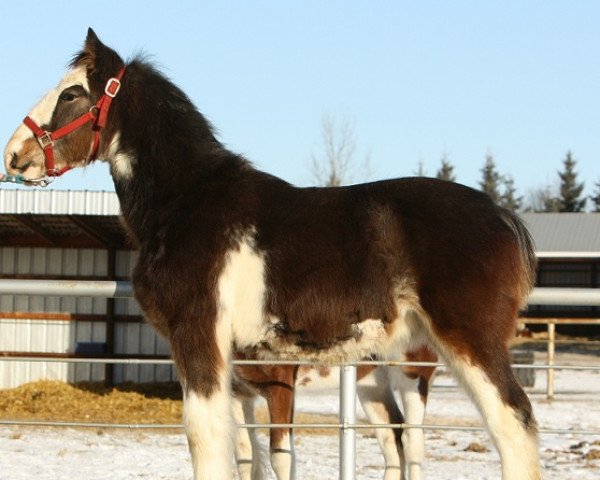 horse Willow Way Linus (Clydesdale, 2011, from Willow Way Bacardi)