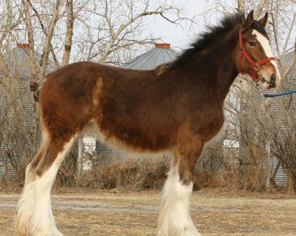 broodmare Willow Way Liona (Clydesdale, 2011, from Willow Way Bacardi)