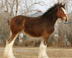 Zuchtstute Willow Way Liona (Clydesdale, 2011, von Willow Way Bacardi)