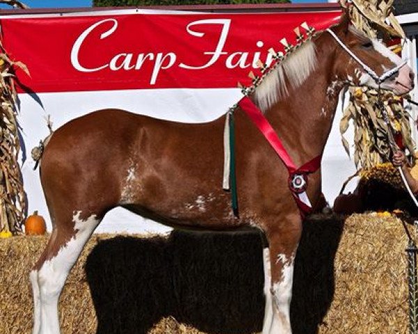 horse Willow Way Marianna (Clydesdale, 2012, from Willow Way Horton)