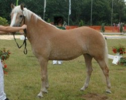 Zuchtstute Stacy (Haflinger, 2010, von Step Dancer)