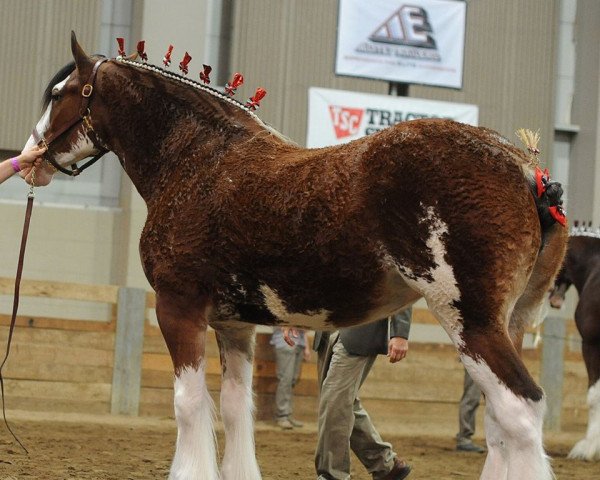 broodmare Willow Way Mavis (Clydesdale, 2012, from Willow Way Bacardi)