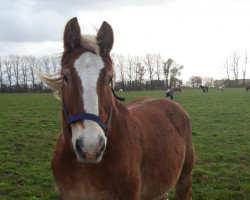 Pferd W-Leander (Schleswiger Kaltblut, 2004, von Major)