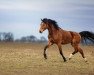 Dressurpferd Chicago jr. (Welsh Pony (Sek.B), 2014, von Chicago)