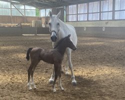 jumper Caspian DR (Oldenburg show jumper, 2021, from Cashmere)