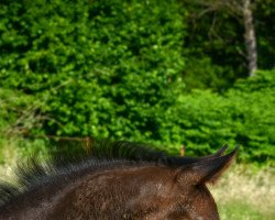 dressage horse Grand Gracia K (Westphalian, 2021, from Galaxy)