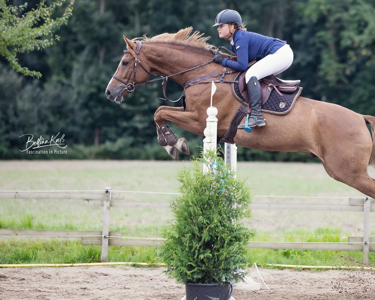 Springpferd Lumumba 25 (Holsteiner, 2009, von Limbus)