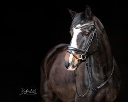 dressage horse Dimitri (Oldenburg, 2012, from Decamerone 5)