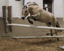 jumper Babette (Fjord Horse, 2005, from Inco)