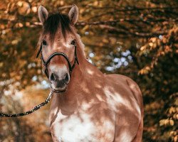 horse Hermes d'Ober (Fjord Horse, 2017, from Torsetblakken)