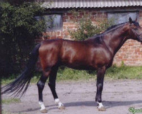 stallion Mif (Ukrainisches riding horse,  , from Fort Pech)