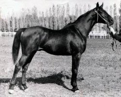 stallion Venzel (Russian Trakehner, 1981, from Ekipazh)