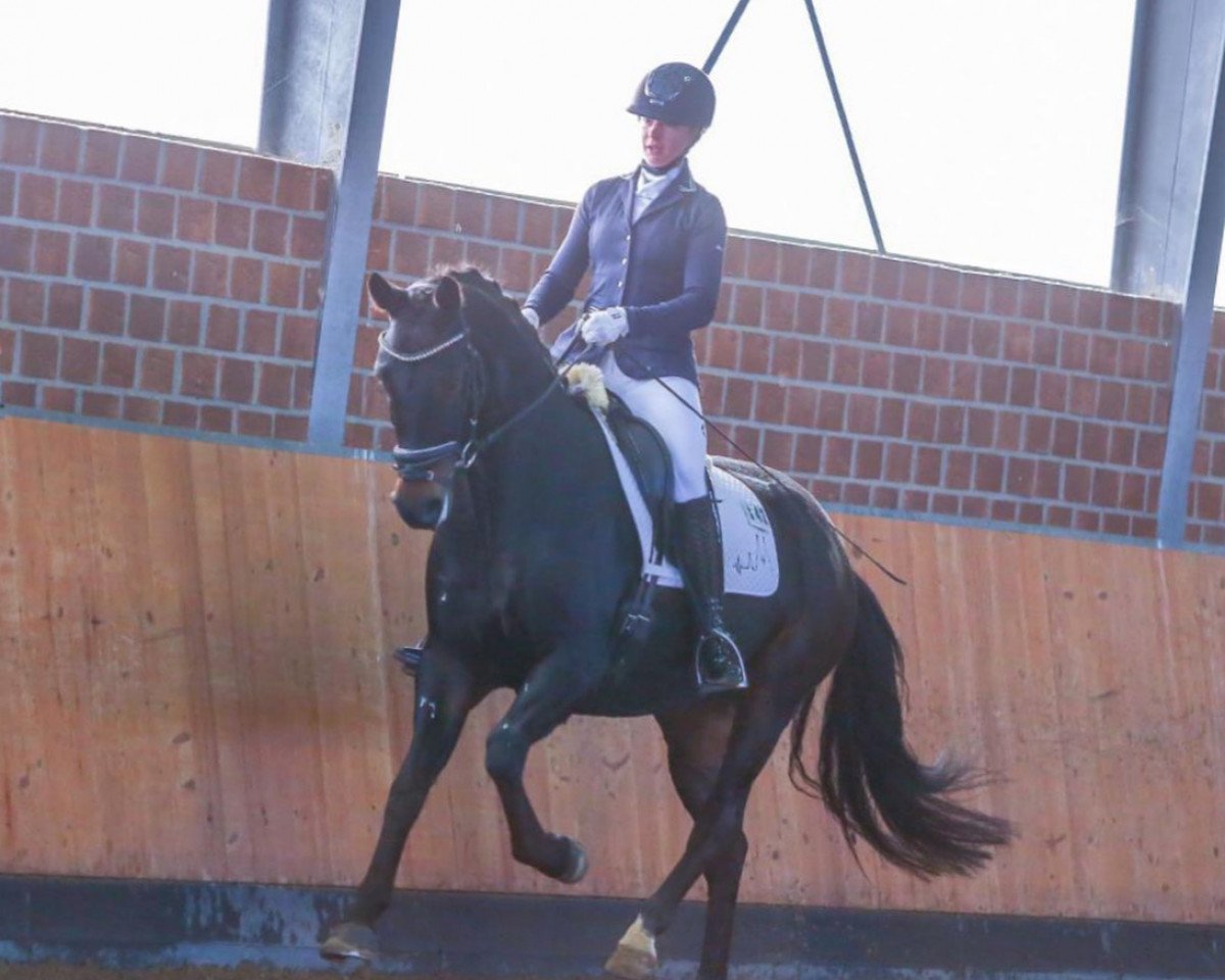 dressage horse Kenan Duke (KWPN (Royal Dutch Sporthorse), 2015, from Galaxie)