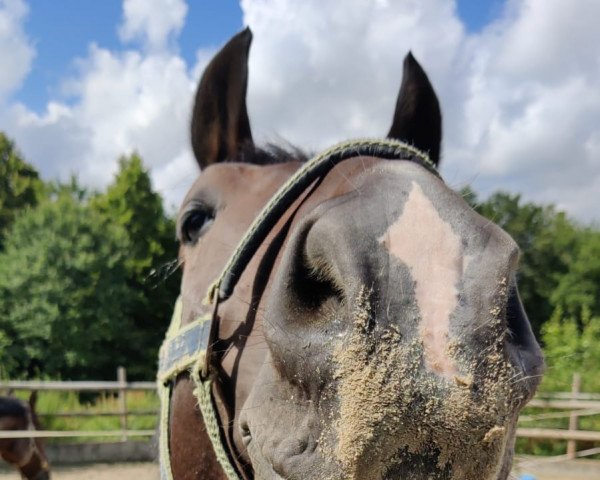 horse C'Bakar (Polish Warmblood, 2016, from Szach)