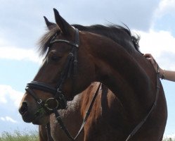 jumper Nelly 398 (German Riding Pony, 2002, from Nightstar)