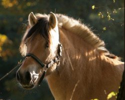 horse Baladin du Camp (Fjord Horse, 2011, from Imperial d'Ober)