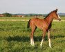 Springpferd Gol D. Star (Westfale, 2021, von Great Star 4)