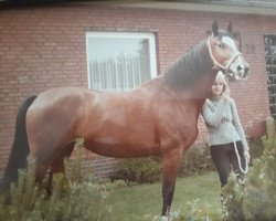 Pferd Napoline (Holsteiner, 1967, von Napoleon)