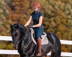 Springpferd Badinus (KWPN (Niederländisches Warmblut), 2006, von Padinus)