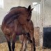 broodmare Ponyfee 2 (German Warmblood, 2006, from Profit)