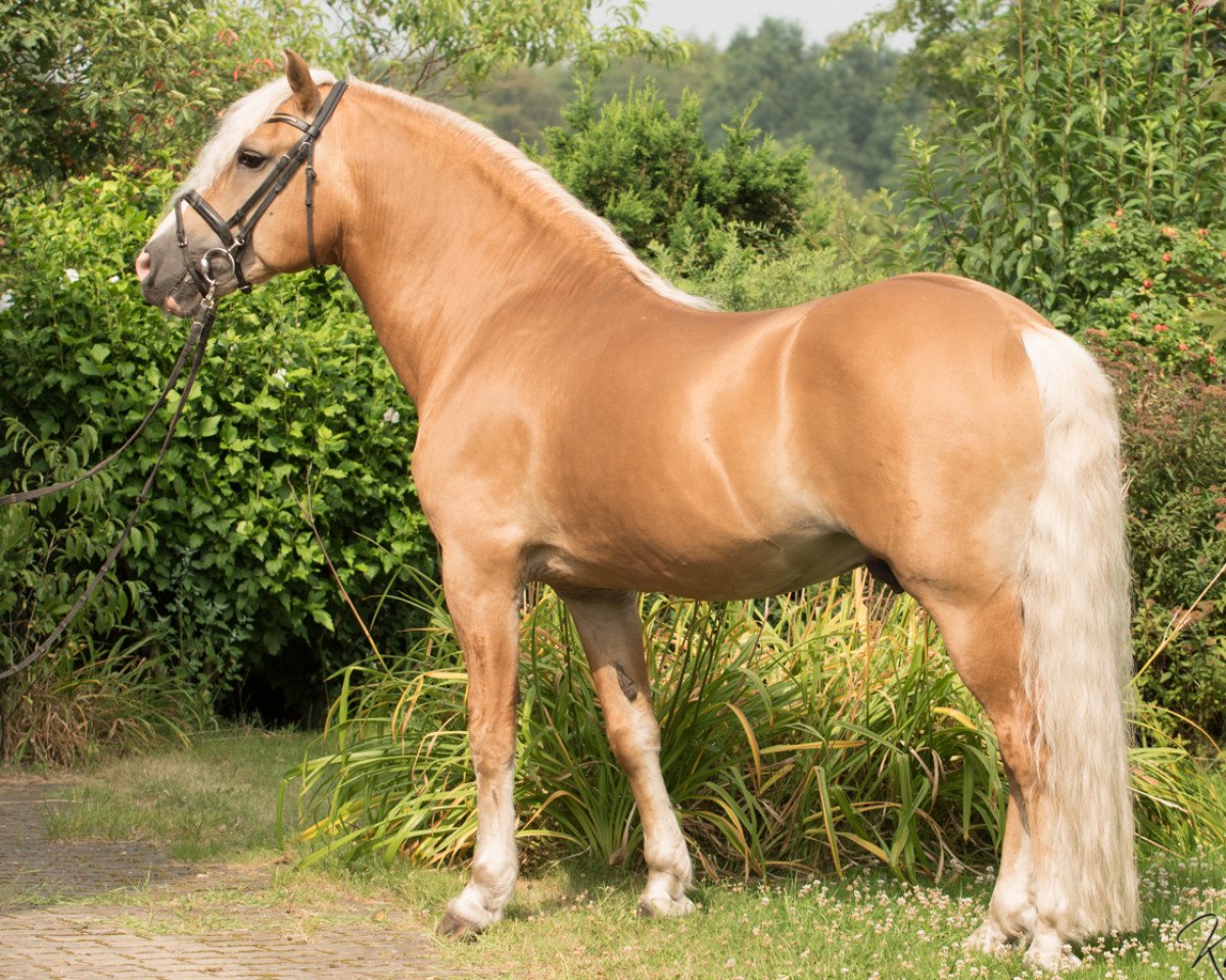 stallion Step Dancer (Haflinger, 2002, from Step by Step)