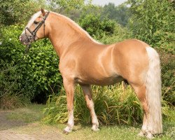 Deckhengst Step Dancer (Haflinger, 2002, von Step by Step)