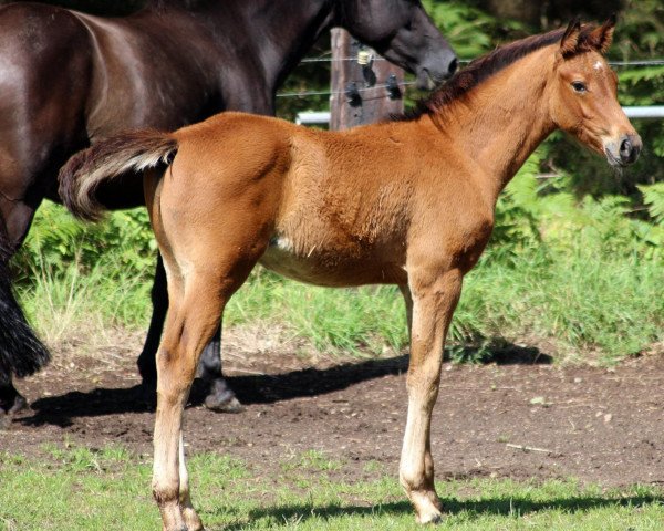 jumper Core Cadore MW (German Sport Horse, 2021, from Casiro I)