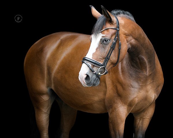 jumper Wellington 314 (German Sport Horse, 2014, from World Man G)