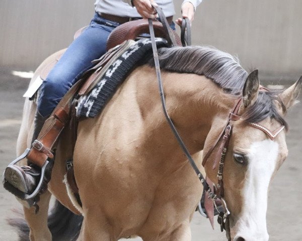 Pferd Boogies Starbuck (Paint Horse, 2012, von Latte Macchiato)