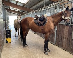 broodmare Libell - P (Bavarian, 2012, from Londonderry)