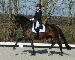 broodmare Tara 333 (Oldenburg, 2015, from Tomahawk)