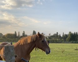 broodmare Kalinka (New Forest Pony, 1995, from Tommi)