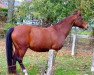 broodmare Utopia van het Sparrenhof (Belgian Warmblood, 1997, from Argentinus)