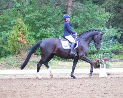 dressage horse Furinell (Hanoverian, 2015, from Blue Hors First Choice)