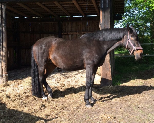 broodmare Rhapsodie (Oldenburg, 1995, from Rohdiamant)