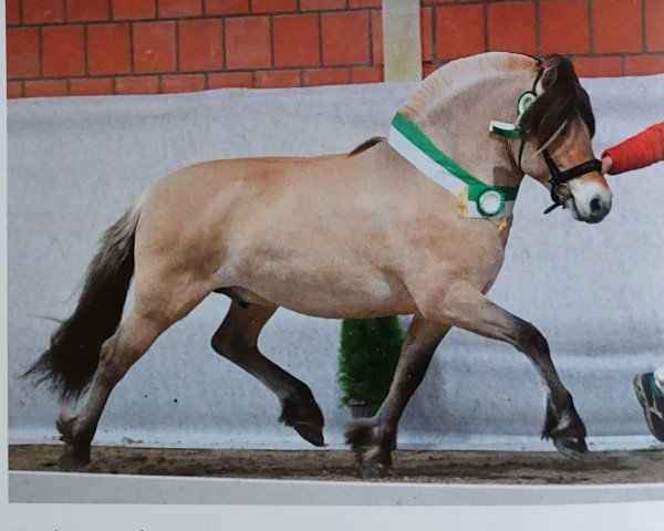 Pferd Walter (Fjordpferd, 2020, von Kamillas Tord)