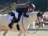 stallion Heyman's Highlight (German Riding Pony, 2017, from Hesselteichs Grimaldi)