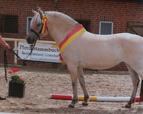 horse Joy (Fjord Horse, 2019, from Ågerupgårds Disko)