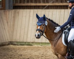 jumper Peter Peng SGN (German Riding Pony, 2008, from Pilatus)