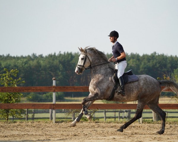 jumper Calouisio (German Sport Horse, 2016, from Calidrio)