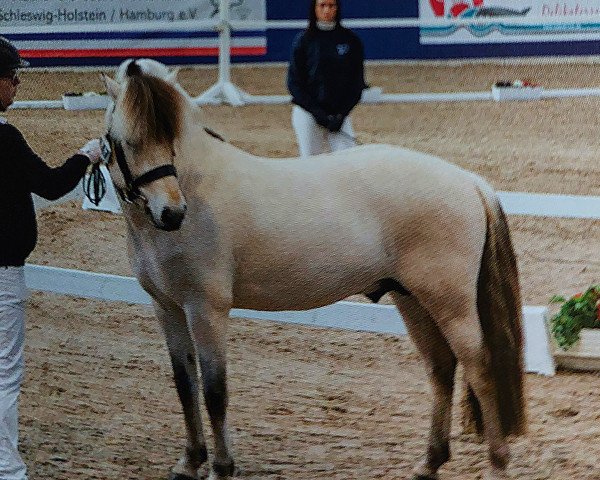 horse Oskar Kraghede (Fjord Horse, 2019, from Rubin Skovå)